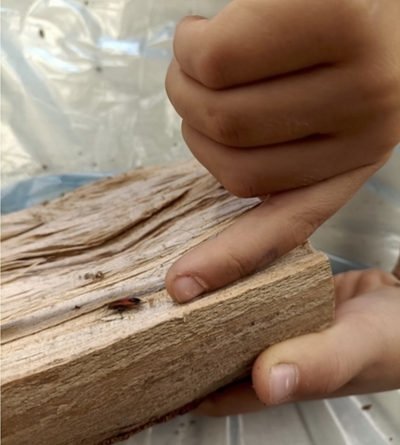 legno04